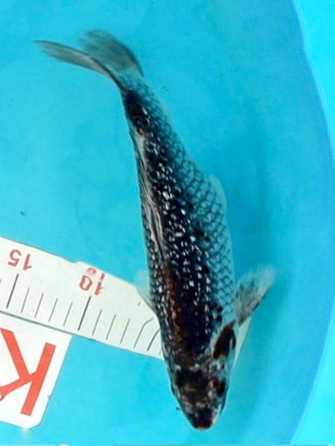 Кои Асаги 28см 1250025
