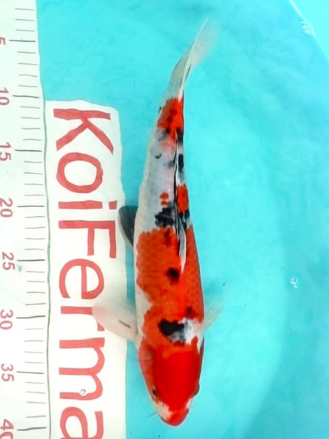 Кои Санке 34см 1250014 