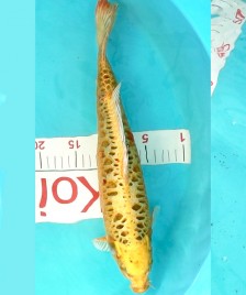 Кои голден матсуба 44см 1250019 Кои голден матсуба 44см 1250019