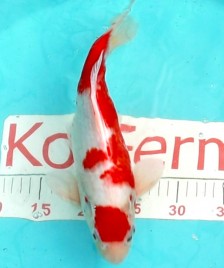 Кои кохаку 31см 1250010 Кои кохаку 31см 1250010