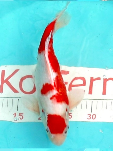 Кои кохаку 31см 1250010