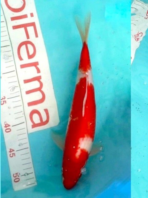 Кои кохаку 32см 1250013