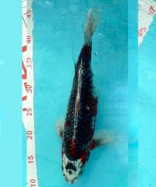 Кои куджаку 33см 1250012