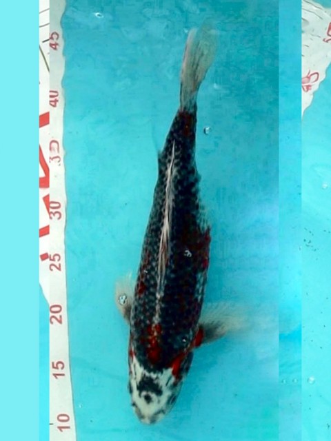 Кои куджаку 33см 1250012