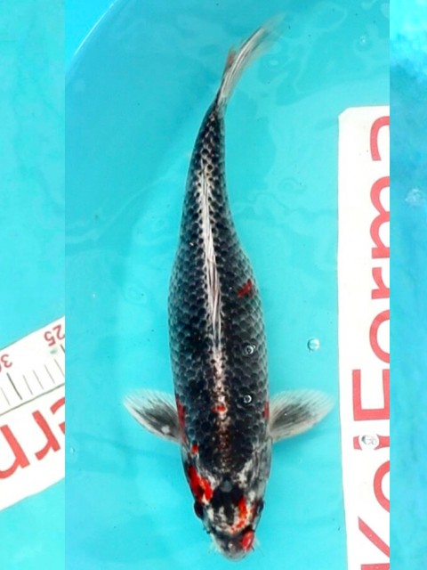 Куджаку 35 см 1250040