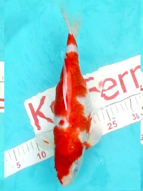 Санке 32см  1250051
