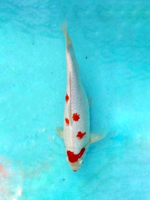 Кохаку гинрин 35см 1250006 