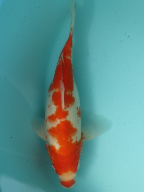 кохаку 29см 126031