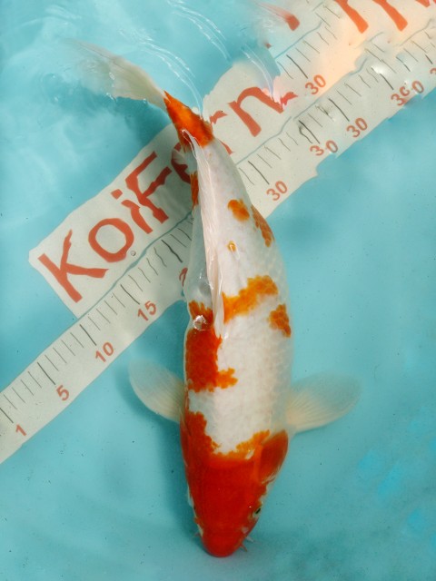 кохаку 50см 126040 