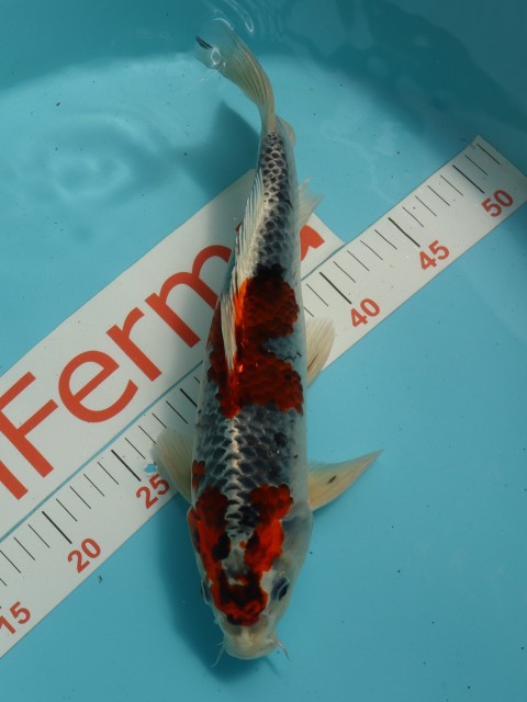 куджаку 36см 126050
