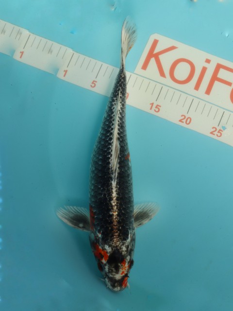 куджаку 40см 126038